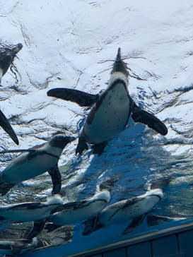サンシャイン水族館に投稿された画像（2021/8/23）