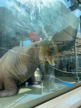 鳥羽水族館に投稿された画像（2021/8/23）