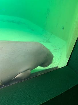 鳥羽水族館に投稿された画像（2021/8/23）