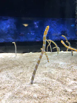 すみだ水族館に投稿された画像（2021/8/23）