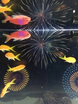 マクセル アクアパーク品川に投稿された画像（2021/8/23）