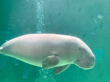 鳥羽水族館に投稿された画像（2021/8/23）