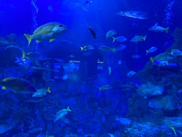 鳥羽水族館に投稿された画像（2021/8/23）