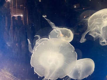 鳥羽水族館に投稿された画像（2021/8/23）