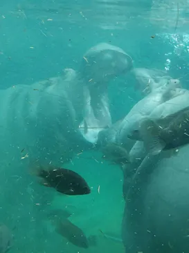 天王寺動物園に投稿された画像（2021/8/23）