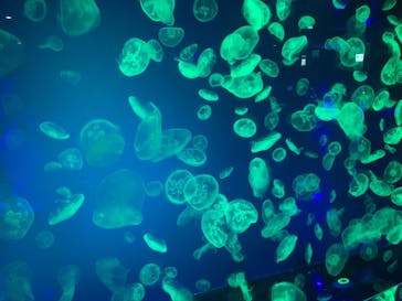 名古屋港水族館に投稿された画像（2021/8/23）