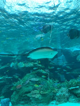 名古屋港水族館に投稿された画像（2021/8/23）
