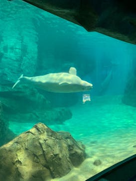 名古屋港水族館に投稿された画像（2021/8/23）