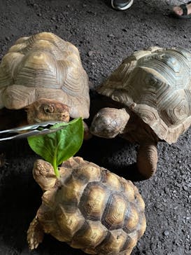 体感型動物園iZooに投稿された画像（2021/8/23）