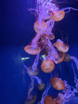 すみだ水族館に投稿された画像（2021/8/23）