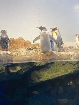 マクセル アクアパーク品川に投稿された画像（2021/8/23）