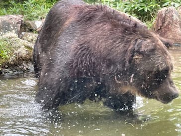 サホロリゾート　ベア･マウンテンに投稿された画像（2021/8/23）