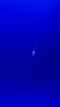 しながわ水族館に投稿された画像（2021/8/23）