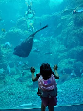 新江ノ島水族館に投稿された画像（2021/8/23）