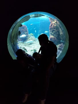 新江ノ島水族館に投稿された画像（2021/8/23）