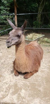 しろとり動物園に投稿された画像（2021/8/23）