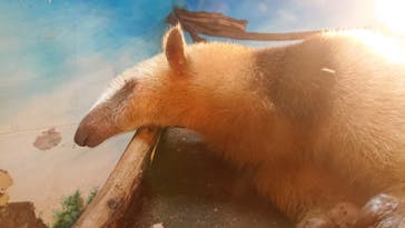 伊豆シャボテン動物公園に投稿された画像（2021/8/23）