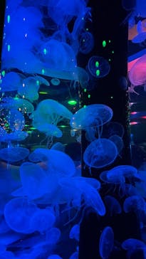 マクセル アクアパーク品川に投稿された画像（2021/8/5）