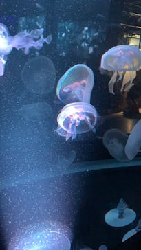 京都水族館に投稿された画像（2021/8/24）