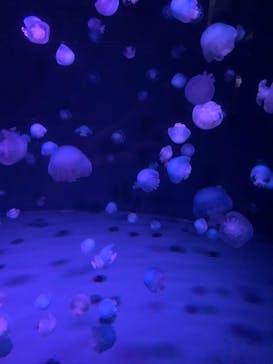 京都水族館に投稿された画像（2021/8/24）