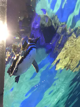 すみだ水族館に投稿された画像（2021/8/24）