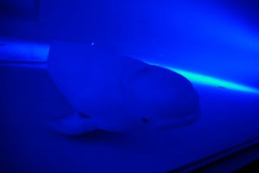 島根県立 しまね海洋館に投稿された画像（2021/8/24）