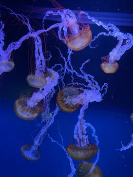 すみだ水族館に投稿された画像（2021/8/24）