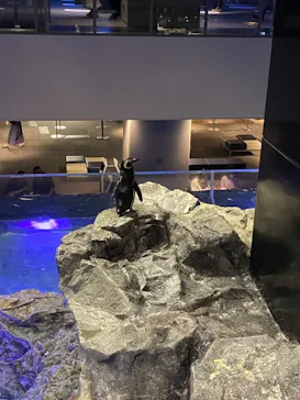すみだ水族館に投稿された画像（2021/8/24）