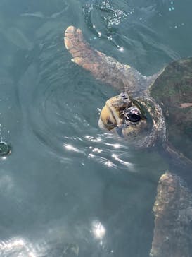 串本海中公園水族館に投稿された画像（2021/8/24）