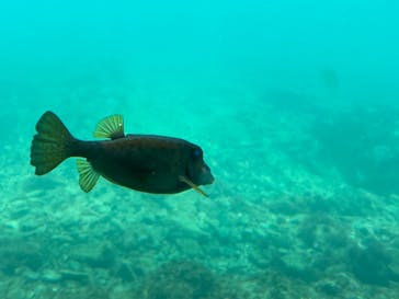 串本海中公園水族館に投稿された画像（2021/8/24）