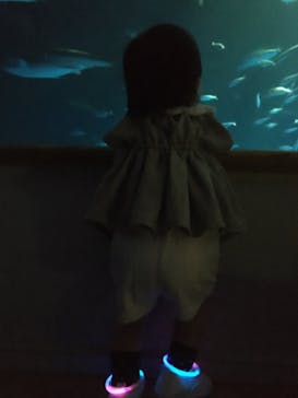 島根県立 しまね海洋館に投稿された画像（2021/8/24）