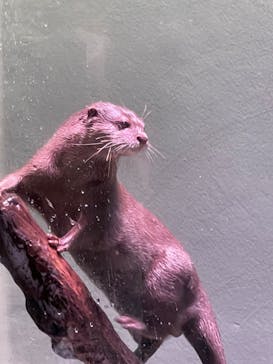 マクセル アクアパーク品川に投稿された画像（2021/8/24）