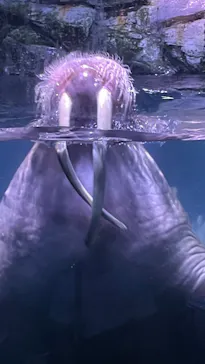 横浜・八景島シーパラダイスに投稿された画像（2021/8/24）