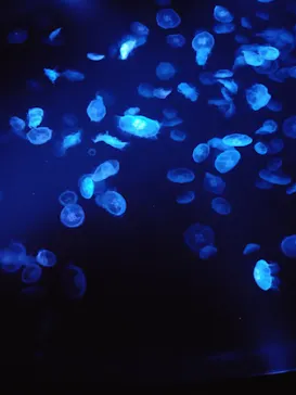 すみだ水族館に投稿された画像（2021/8/24）