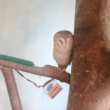 Moff animal cafe MARKIS 福岡ももち店に投稿された画像（2021/8/24）