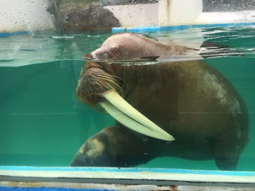 ゼロ距離水族館 伊勢シーパラダイスに投稿された画像（2021/8/24）