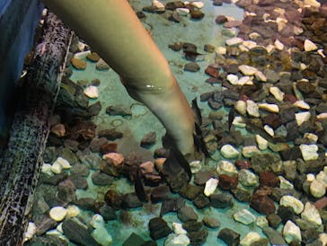 ゼロ距離水族館 伊勢シーパラダイスに投稿された画像（2021/8/24）