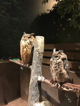 Moff animal world MARK IS みなとみらい店に投稿された画像（2021/8/24）