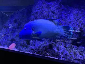 すみだ水族館に投稿された画像（2021/8/24）