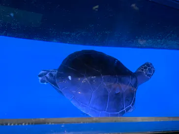 すみだ水族館に投稿された画像（2021/8/24）