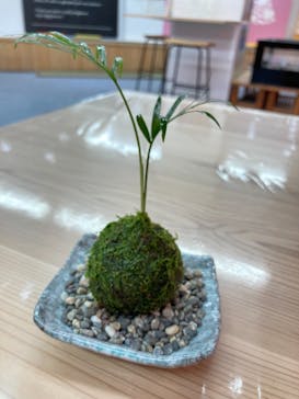 伊勢夫婦岩めおと横丁　めおと岩アクティビティに投稿された画像（2021/8/24）