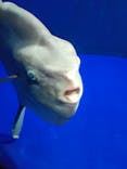 サンシャイン水族館に投稿された画像（2021/8/24）
