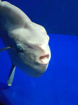 サンシャイン水族館に投稿された画像（2021/8/24）