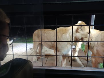 那須サファリパークに投稿された画像（2021/8/24）