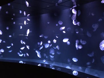 サンシャイン水族館に投稿された画像（2021/8/24）