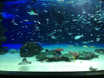 サンシャイン水族館に投稿された画像（2021/8/24）
