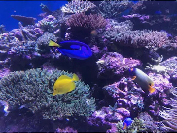 横浜・八景島シーパラダイスに投稿された画像（2021/8/24）