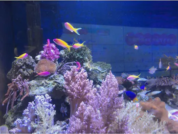 横浜・八景島シーパラダイスに投稿された画像（2021/8/24）