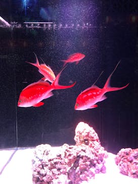 マクセル アクアパーク品川に投稿された画像（2021/8/24）