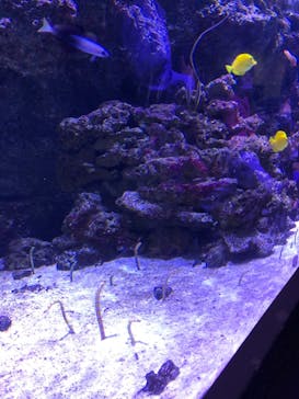 マクセル アクアパーク品川に投稿された画像（2021/8/24）